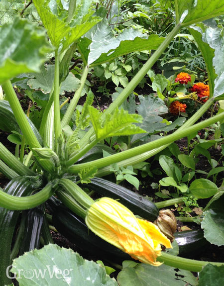 Marigolds and zucchini