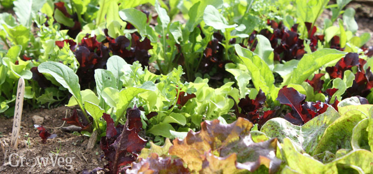 A mesclun mix of assorted young salad leaves