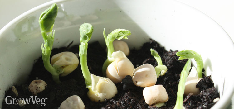 Peas grown as microgreens