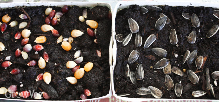 Popcorn and sunflower seeds sown on the soil surface for growing as microgreens