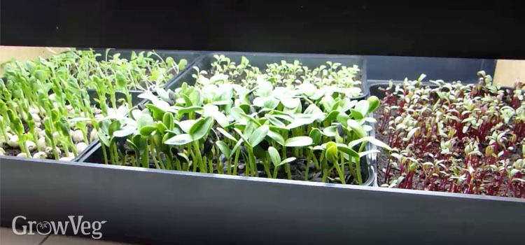 Growing microgreens under grow lights
