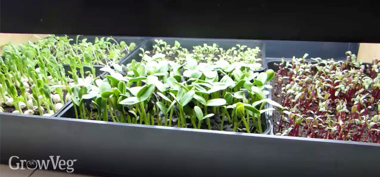 Growing Microgreens from Sowing