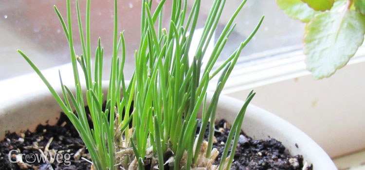 Forcing chives on a windowsill