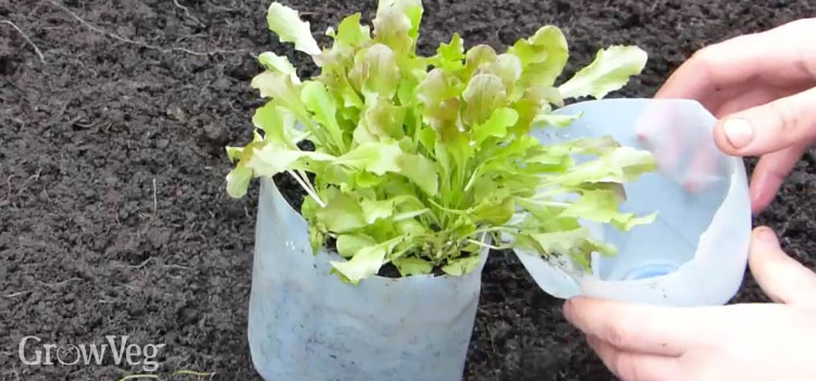 Recycled plastic bottle mini-greenhouse for starting vegetable seeds