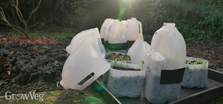 Winter-sown seedlings in milk jugs