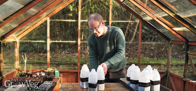 Milk jugs for winter sowing