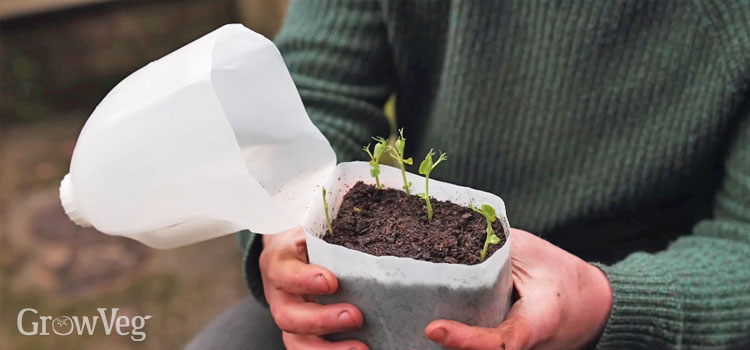 Winter-sown seedlings in a milk jug