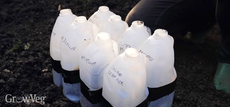 Labelled milk jugs for winter sowing