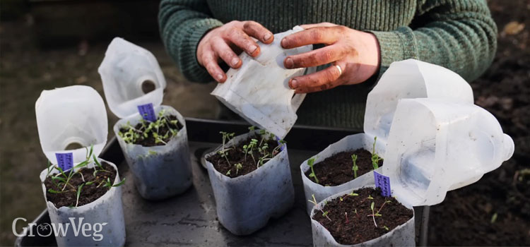 Winter-sown seedlings in milk jugs