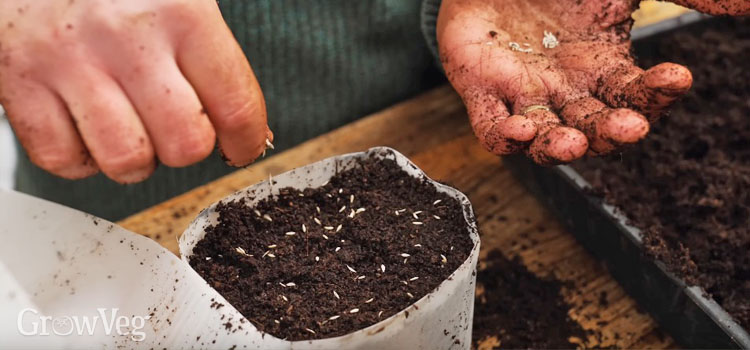 Winter-sowing seeds