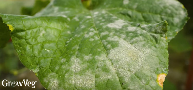 Powdery mildew