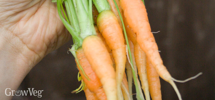 Small carrots