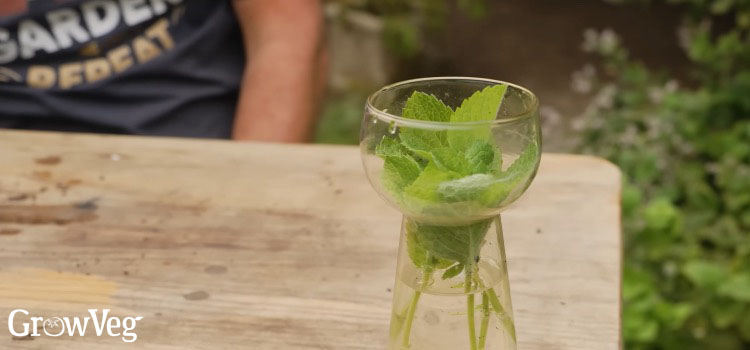 Mint cuttings
