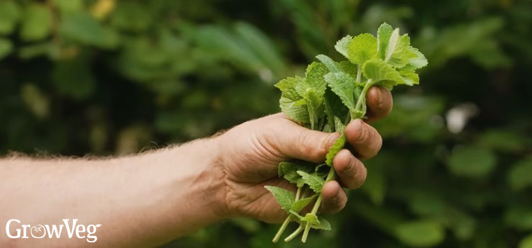 Apple mint