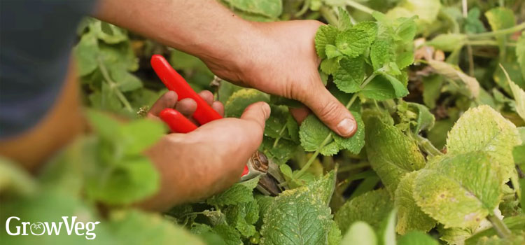 Pruning mint
