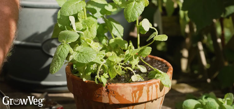 Mint in a container