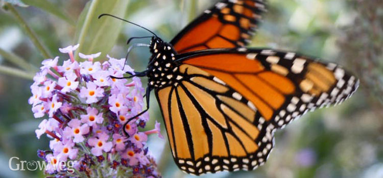 Monarch butterfly on butterfly bush flowers /><noscript><img class=