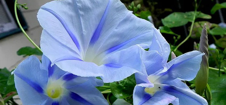 Ipomoea tricolor