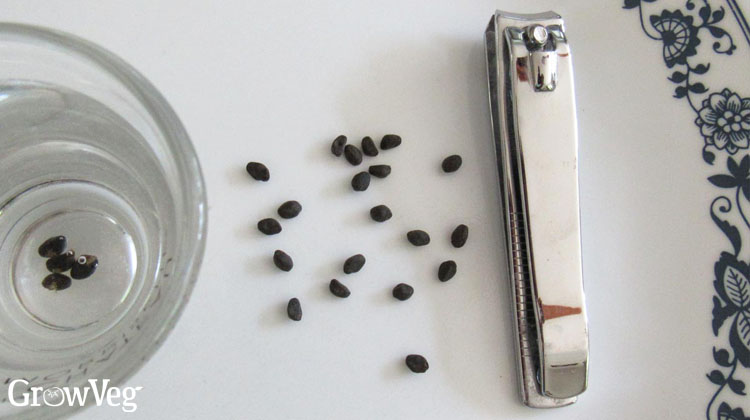 Morning glory seeds