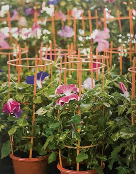Japanese morning glories