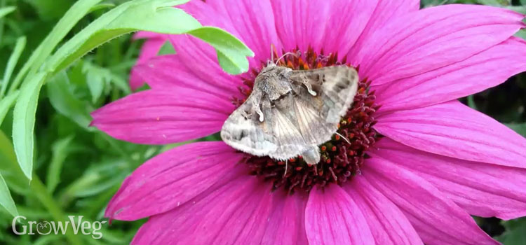 Moth on a pink flower