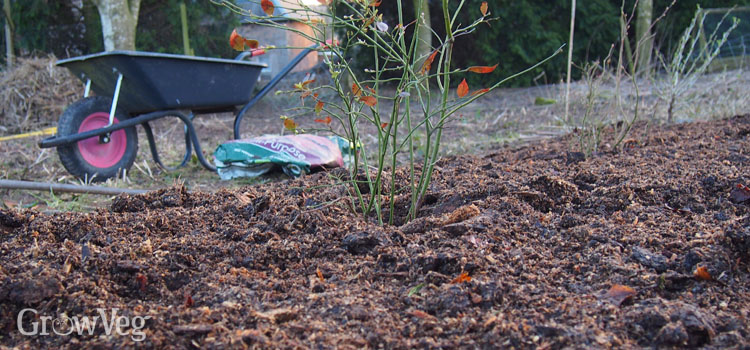 Mulching a fruit garden