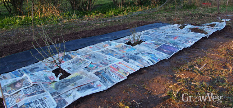 Newspaper mulch in a fruit garden 
