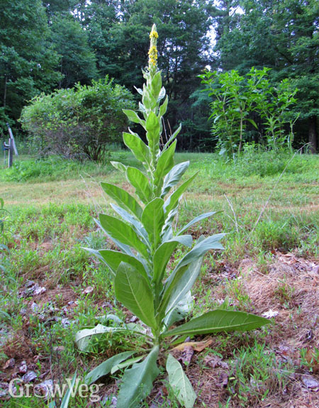 Common mullein