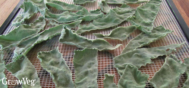 Drying mullein leaves