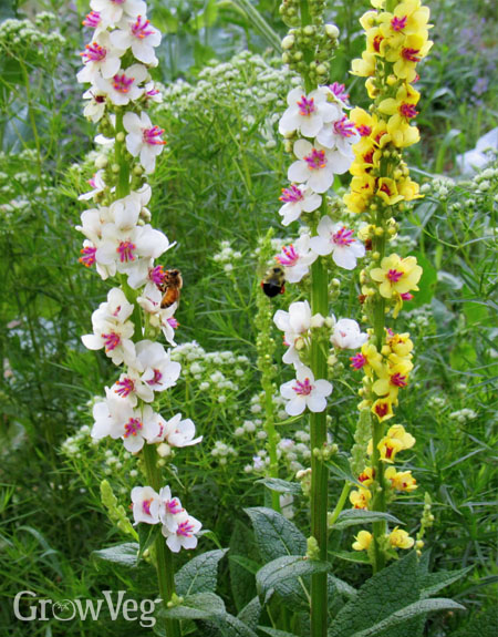 Nettle-leafed mullein