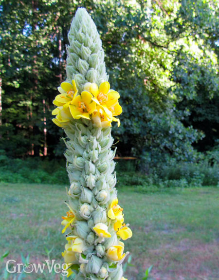 Common mullein