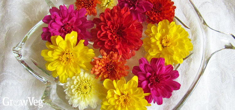 Chrysanthemum petals in a bowl