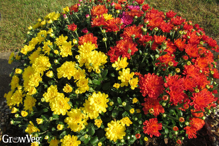Garden mums