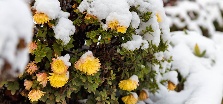 Chrysanthemums in the snow