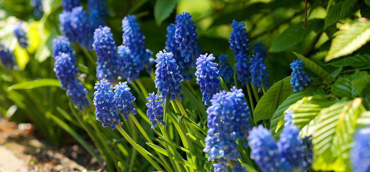 'Atlantic Blue' muscari