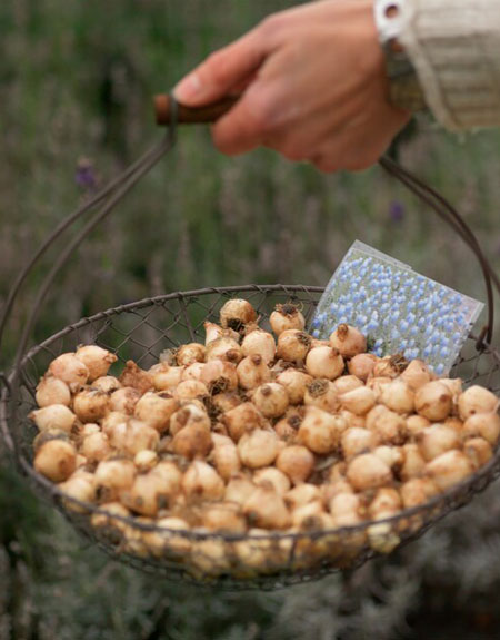 Muscari bulbs