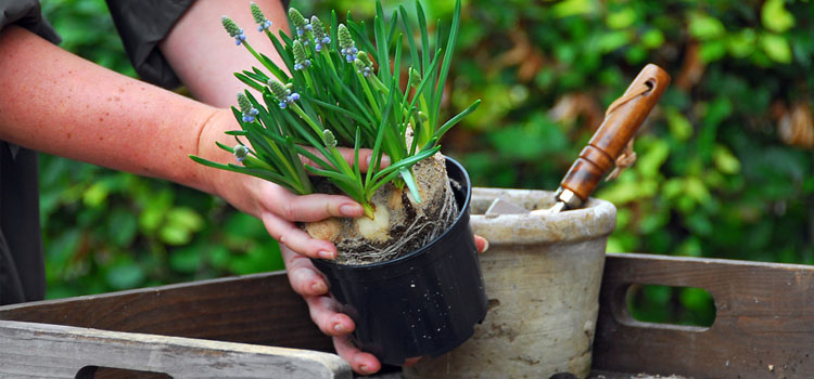 Potting up muscari