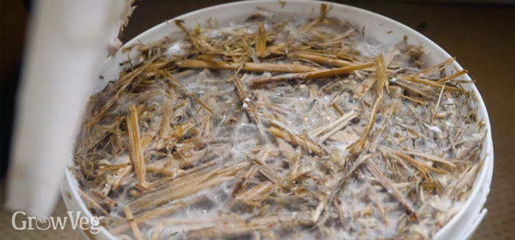Mycelium on straw