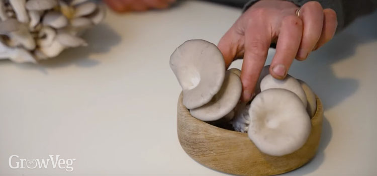 Harvesting blue oyster mushrooms