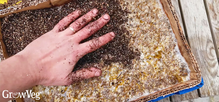 Adding the casing layer to a mushroom box