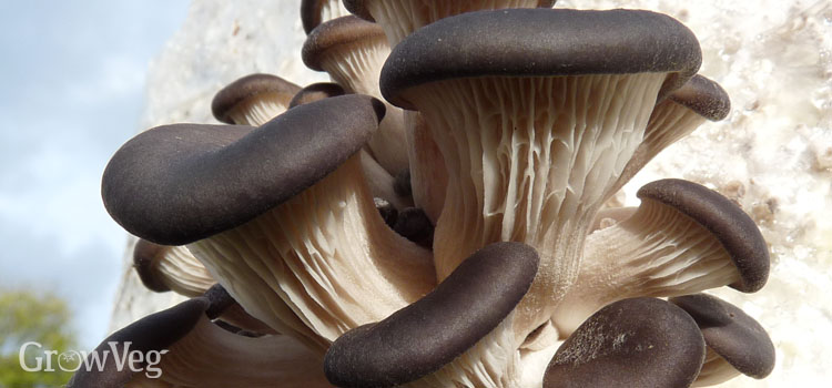 Growing mushrooms