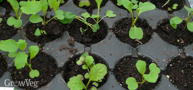 12 Holes Plant Seed Grow Box Nursery Seedling Starter Garden Yard Tray N3O1 