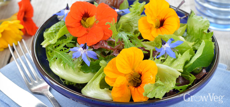Nasturtium flowers in a salad