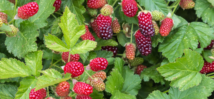 Growing loganberries trained on wires