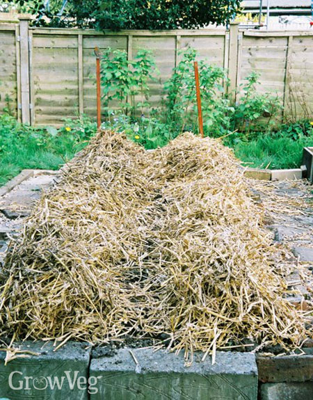 No dig potato beds mulched with straw