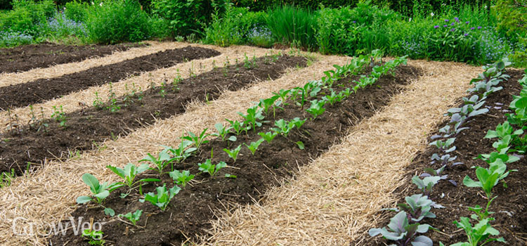 Image of Vegetable garden mulched with compost