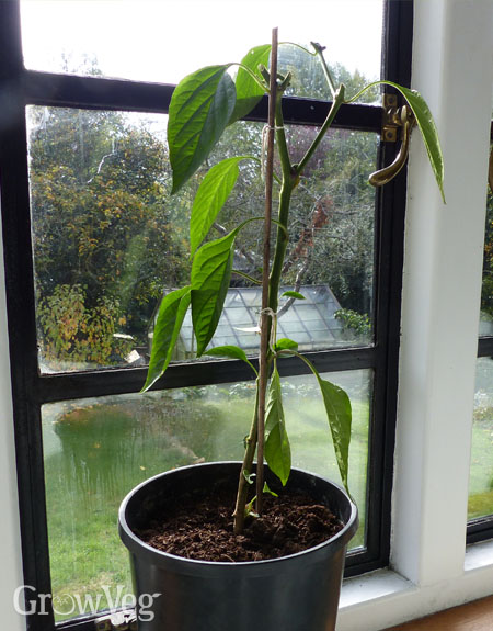 Overwintering a pepper plant