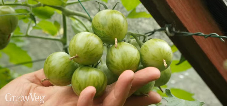 “Green-tomatoes”