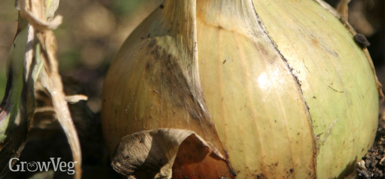 Fall-planted onion
