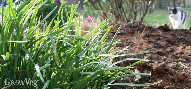 Garlic chives